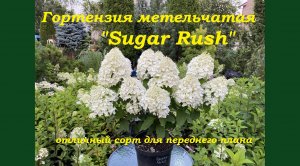 Гортензия метельчатая "Шугар Раш" Hydrangea paniculata "Sugar Rush"