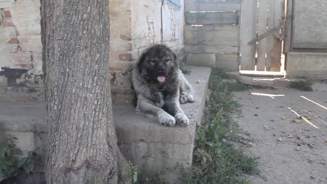 НАШ СЫНОЧЕК МАЧО 3 года.КАВКАЗСКАЯ ОВЧАРКА. смотреть онлайн