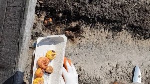 Монтбреция Крокосмия!Высадка луковиц в грунт!