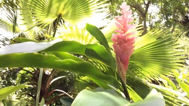 Alpinia purpurata ( Pink Cone Ginger ) смотреть онлайн