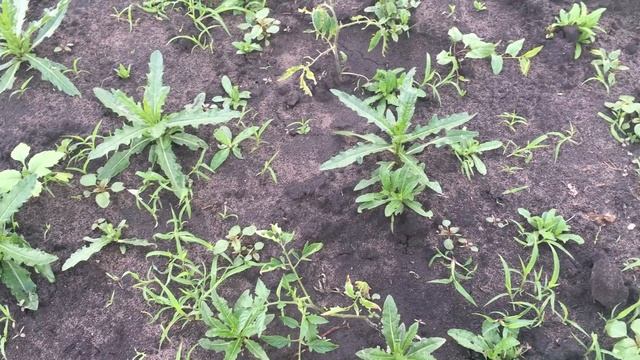 Из города в деревню в гости к подруге. смотреть онлайн