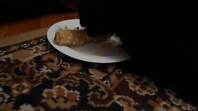 Кот ест кукурузу ! ))) смотреть онлайн