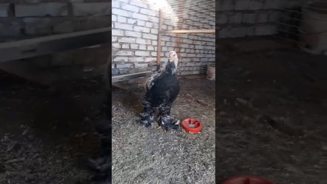 Темная брама/ ///4месяца / /// смотреть онлайн