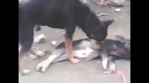 Not believe my eyes - Animal die after mating | Dog Chihuahua, Pig, Rooster mating fail(new)