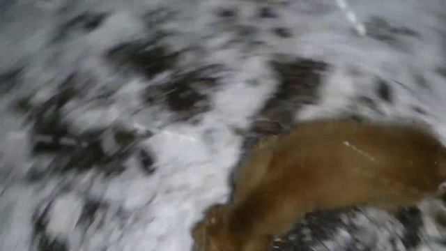Дейзи и первый снег смотреть онлайн