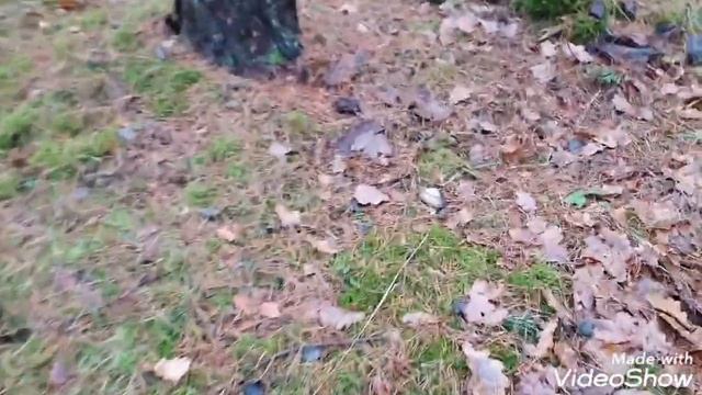 Заготавливаю мох для улитки ? Ахатина
#улиткаАхатин смотреть онлайн