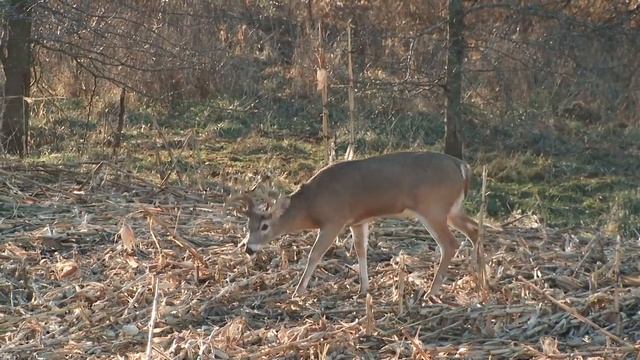 6 Bucks Over 160" | Hunting Whitetail Deer | Monster Buck Moments Presented by Sportsman's Guide смотреть онлайн