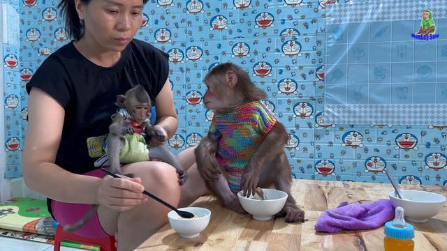 Mom Takes Care Of Monkey Sam ,Asher , Baby Bob Enjoys Lunch