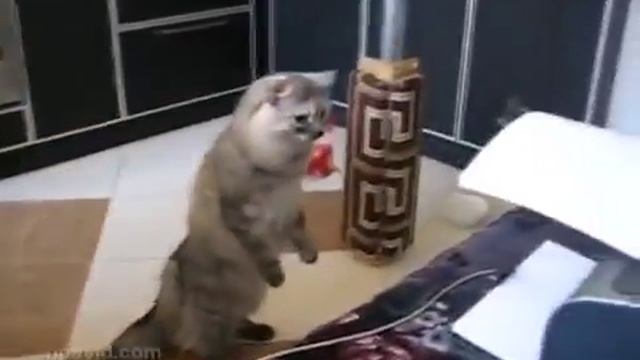 Cat vs printer Кот против принтера смотреть онлайн