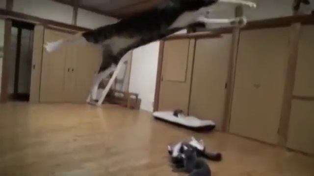 Прыгающие кошки - Jumping Cats