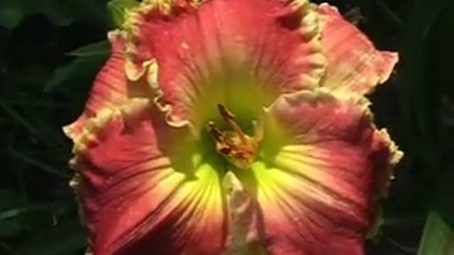 Лилейник daylily MELISSA BEGNAUD смотреть онлайн