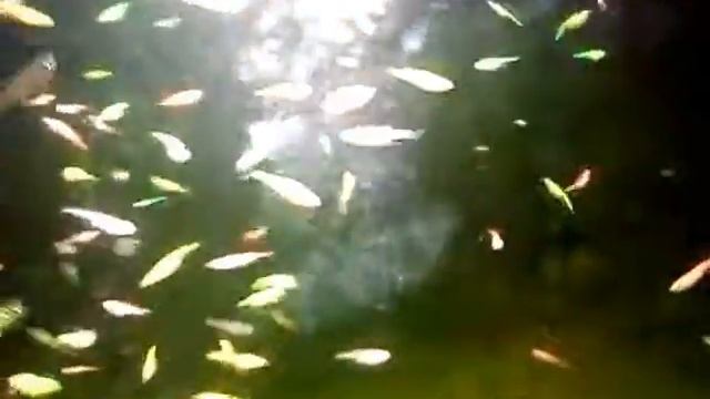 Кормление мальков данио нематодой смотреть онлайн