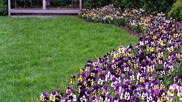 Посадка анютиных глазок и уход в открытом грунте смотреть онлайн