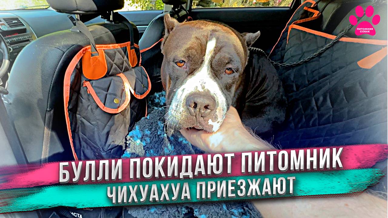 Мы отдали еще двух собак! И сразу приехали две новые собаки! смотреть онлайн