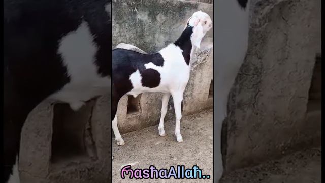 Gujri Sojat cross full pink white khur & seengh / jaipur Goat / смотреть онлайн