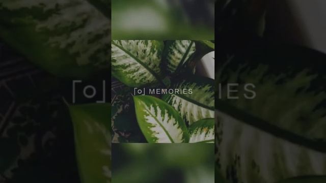 #garden #Dieffenbachia seguine# dumbcane#great for improving indoor air quality #family-Araceae смотреть онлайн