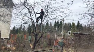 Обрезка старой яблони осенью