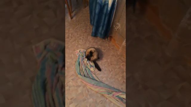 хорек после мойки смотреть онлайн