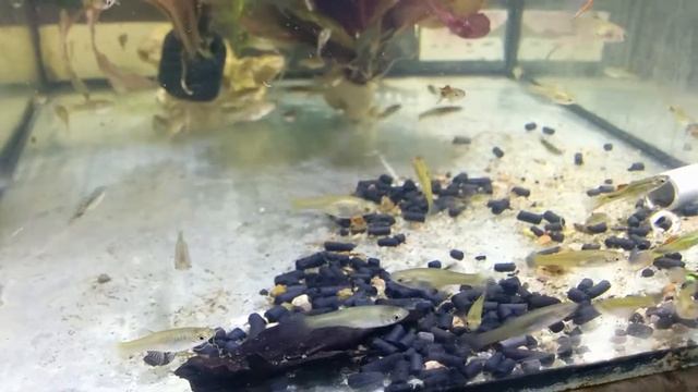 Гуппи Эндлера Campoma N.48