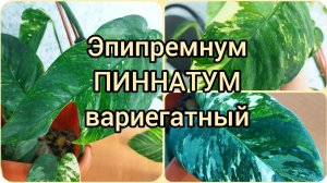 #ЭПИПРЕМНУМ Пиннатум вариегатный? #растения лианы? #освещение #содержание #уход #цветы #опора #све