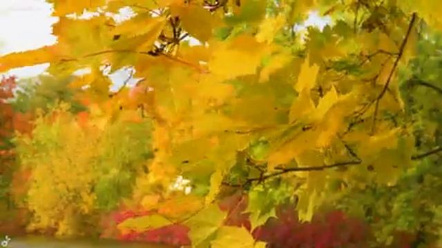 Enchanting Autumn Forests With Beautiful Piano Music?4K Autumn Ambience & Fall Foliage #10