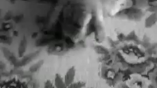 Злой кролик)) смотреть онлайн