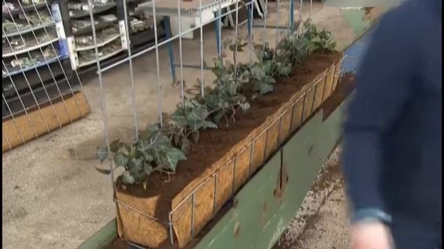 Живая изгородь (Как это работает) смотреть онлайн