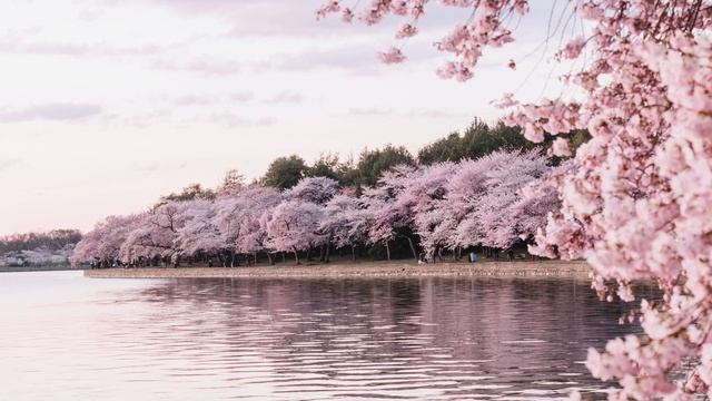 Музыка для души. Музыка для фона. lofi смотреть онлайн