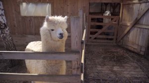 Разведение альпак в России | Фермерское хозяйство Капри