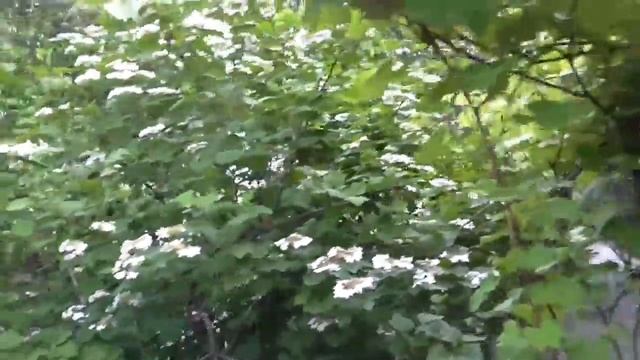 Ой, цветёт калина. Калина в саду смотреть онлайн