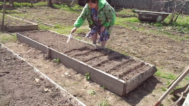 Посадили самый главный овощ в Сибири - картофель ранний! смотреть онлайн