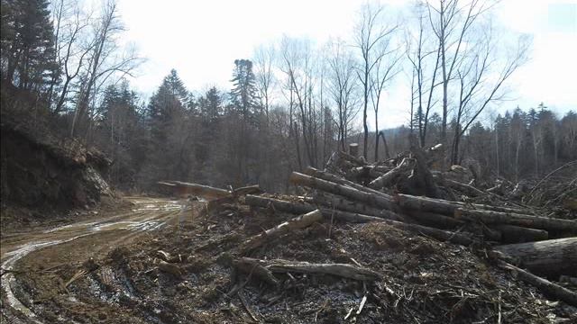 Не рубите дерева. смотреть онлайн