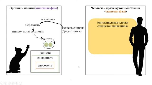 Учим цикл развития токсоплазмы