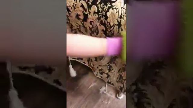 Как убрать шерсть животных с мебели смотреть онлайн