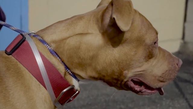 How to know if you have a Real American Pit bull Terrier? смотреть онлайн