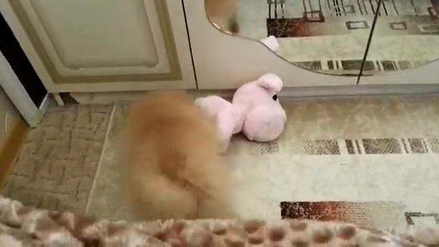 Померанский шпиц девочка 10120 смотреть онлайн