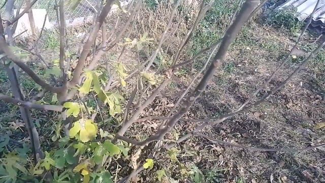 Уборка дерева упавшего с малины/сожгли костёр и пожарили на костре картошку