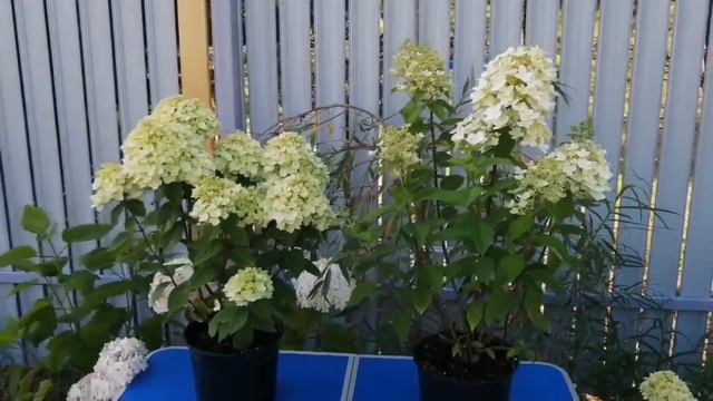 Новинки метельчатых гортензий Pandora (Пандора) и Panflora (Панфлора) из серии Pan смотреть онлайн