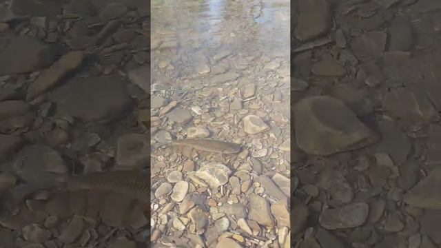 Голавль 2022✅ #fishing #shorts #рыбалка #голавль #youtube #youtubeshorts #река #fish #рыба #2022