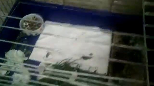 Мой Мартюшка/😁кролик Мартин./хулиган и злюка!😠😂