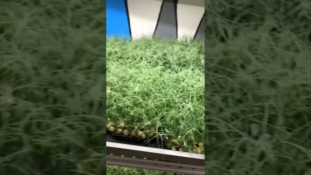 5000₽/ раз в 3 дня смотреть онлайн