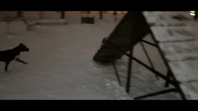 Французский бульдог Луиза. Догонялки. смотреть онлайн