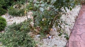 ОБРЕЗКА ПЛЕТИСТОЙ РОЗЫ ОСЕНЬЮ. Как снять с опоры, обрезать и пригнуть плетистую розу перед зимовкой