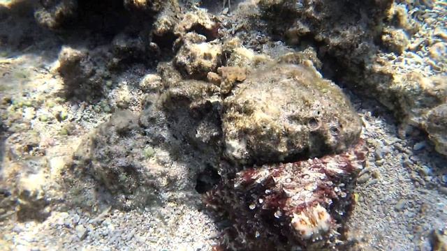 ОСЬМИНОГИ В КРАСНОМ МОРЕ| Подводная съемка в Хургаде на рифе смотреть онлайн