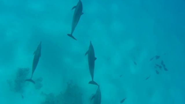 Lost in the Red Sea. Затерянный на рифах Красного моря. смотреть онлайн