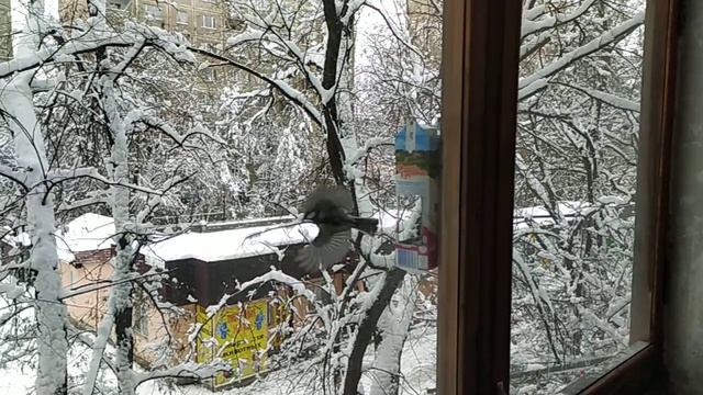 Зима не в Простоквашино. смотреть онлайн