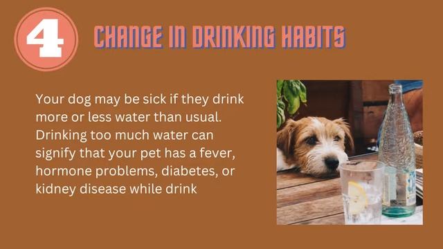 5 signs Your Dog May Be Unwell - Vetco смотреть онлайн