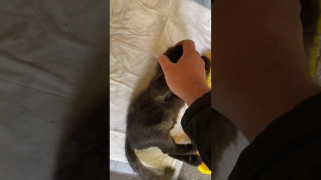 У котенка не работают задние лапы. Упражнения. смотреть онлайн