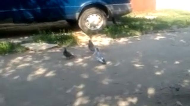 Танец голубя смотреть онлайн