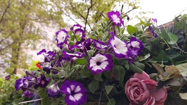 ВЕСНОЙ ПТИЦЫ ПОЮТ ЗВОНЧЕ ЦЕЛЕБНЫЕ ЗВУКИ ПЕНИЯ ПТИЦ УЛУЧШАЮТ РАБОТУ СЕРДЦА И НЕРВНОЙ СИСТЕМЫ смотреть онлайн